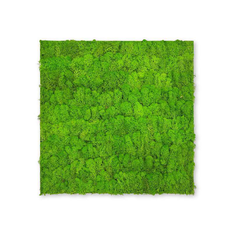 JANGAL Modular Wall Akustik Wandpaneel 520 x 520 x 40 mm Bright Green Moos Echtmoos Pflanzenwand
